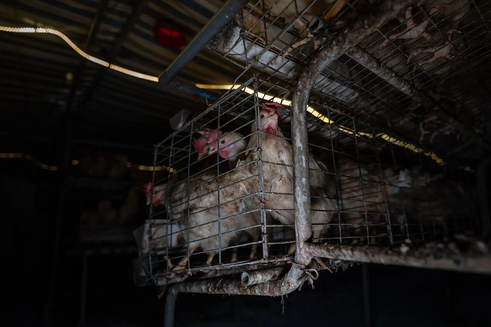 Asia accountability hen